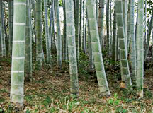 竹林